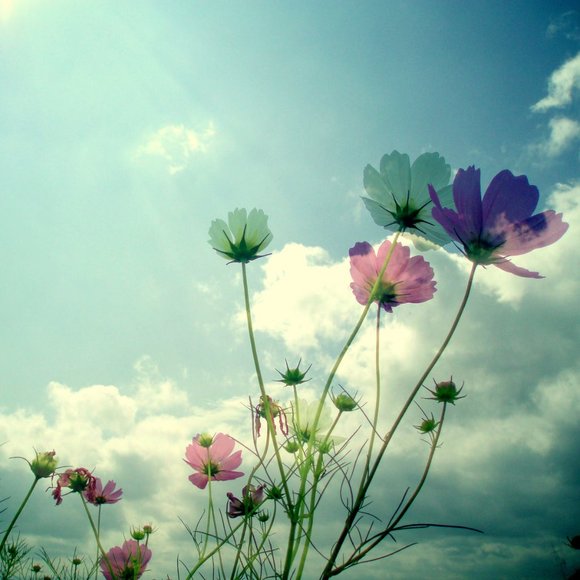 Meet your Posher, Ryann - Picture 1 of 1